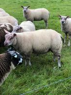 Rouge x Texelaar dekram, Dieren en Toebehoren, Schapen, Geiten en Varkens, Mannelijk, Schaap