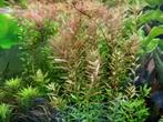 Megabos Rotala rotundifolia, kleurige aquariumplant, Ophalen of Verzenden, Zo goed als nieuw, Plant(en), Steen of Hout