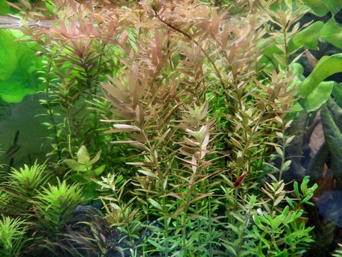 Megabos Rotala rotundifolia, kleurige aquariumplant, Dieren en Toebehoren, Vissen | Aquaria en Toebehoren, Zo goed als nieuw, Plant(en), Steen of Hout