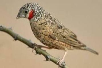 Iisabel bandvink rood en geelband mannen en poppen beschikbaar voor biedingen