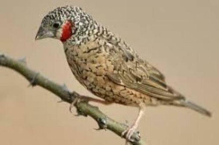 Iisabel bandvink rood en geelband mannen en poppen, Dieren en Toebehoren, Vogels | Overige Vogels, Meerdere dieren