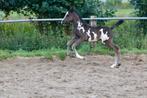 Nrps Merrie met merrie veulen e-pony, Dieren en Toebehoren, Pony's, Merrie, Recreatiepony, Gechipt, 7 tot 10 jaar