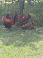 Te koop welsumer haan en 3 welsumer kippen., Dieren en Toebehoren, Pluimvee, Meerdere dieren, Kip