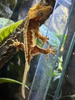Lilly white wimper gekko - crested gecko, Dieren en Toebehoren, Overige soorten, Tam, 0 tot 2 jaar