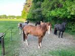 Weidegang 24-7, Dieren en Toebehoren, Stalling en Weidegang, Weidegang