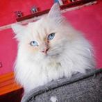 Exclusieve Ragdoll dekkater – blauwe ogen, perfecte vacht, Dieren en Toebehoren, Katten en Kittens | Dekkaters