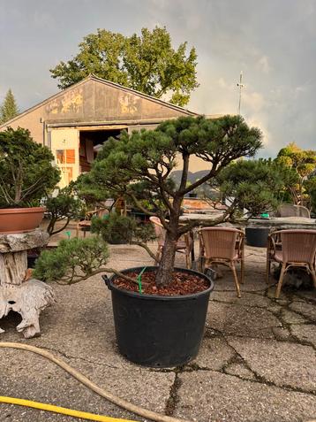 Vormsnoeibomen: Pinus, Taxus, Juniperus & meer beschikbaar voor biedingen