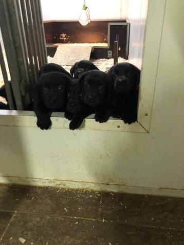 Spontane zwarte labrador pups te koop !! beschikbaar voor biedingen