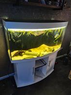 Juwel vision 260, Dieren en Toebehoren, Ophalen, Gebruikt, Gevuld zoetwateraquarium