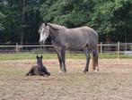 Brave E pony, röntgen goed! Veulen van Kantje's Ronaldo, Dieren en Toebehoren, Pony's, B, Gechipt, Springpony, 3 tot 6 jaar
