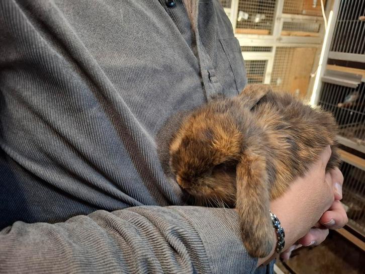 Lieve Franse Hangoor rammetje konijntje, Dieren en Toebehoren, Konijnen, Groot, Mannelijk, 0 tot 2 jaar, Hangoor