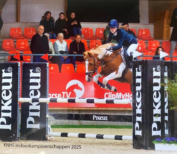 D springpony, Dieren en Toebehoren, Pony's, Merrie, M, D pony (1.37m tot 1.48m), Springpony, 11 jaar of ouder, Gechipt, Ontwormd