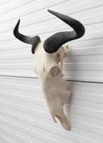 Schedel GNU / WILDEBEEST - met kiezen - gewei (ref. K), Ophalen of Verzenden, Gebruikt, Wild dier, Schedel