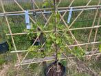 Lei fruitbomen Laagstam appels peren pruimen, Ophalen of Verzenden, Appelboom, Lente