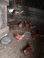 10 legkippen, Dieren en Toebehoren, Pluimvee, Vrouwelijk, Kip