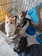 Te koop:  mooie sociale kittens