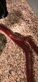 Mooie man Oreocryptophis Porphyraceus Laticintus uit 2024., Dieren en Toebehoren, Reptielen en Amfibieën, Slang, 0 tot 2 jaar