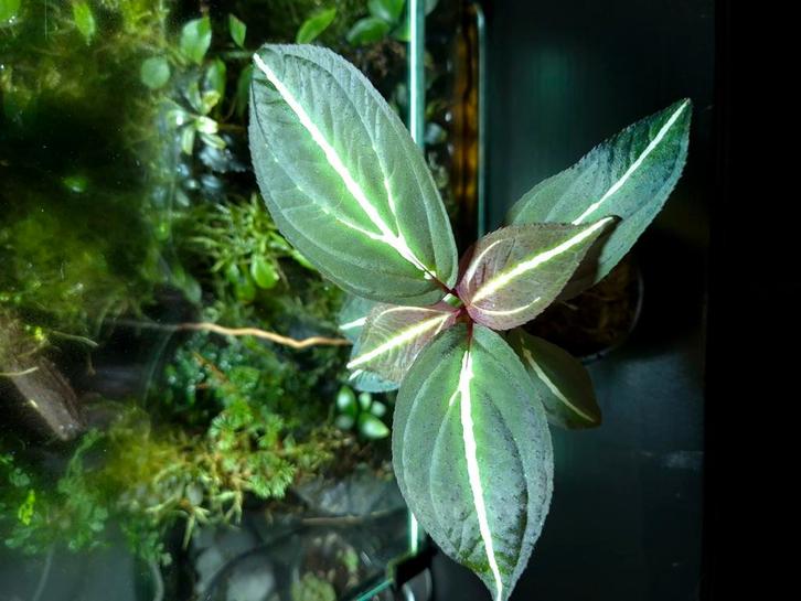 Sonerila sp, Huis en Inrichting, Kamerplanten, Minder dan 100 cm, Halfschaduw, Ophalen of Verzenden