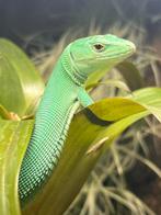 Kweekkoppel kielbuikhagedissen - Gastropholis prasina, Dieren en Toebehoren, Hagedis, 0 tot 2 jaar