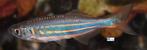 Reuze Danio, Vis, Zoetwatervis, Schoolvis
