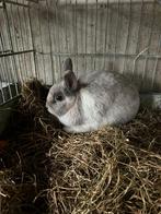 2 leuke kleine bonte konijntjes, Dieren en Toebehoren, Konijnen, Vrouwelijk, Klein, 0 tot 2 jaar