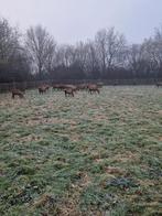 Barbados black belly ooitjes zwoegervrij