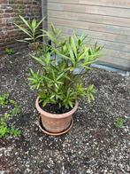 Oleander 70cm hoog incl pot, Tuin en Terras, Planten | Bomen, Ophalen of Verzenden