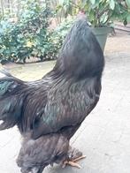 Zwarte brahma broedeieren., Dieren en Toebehoren, Pluimvee, Geslacht onbekend, Kip