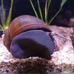 Pila Ampullacea, Vis