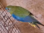 Turquoisine pop is wat lichter van kleur dan een wildkleur, Vrouwelijk, Parkiet, Geringd