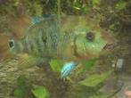 Cichliden, Dieren en Toebehoren, Vissen | Aquariumvissen, Vis