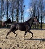 Prachtige 3 jarige ster merrie, Dieren en Toebehoren, Paarden, Merrie, 175 cm of meer, Gechipt, Dressuurpaard