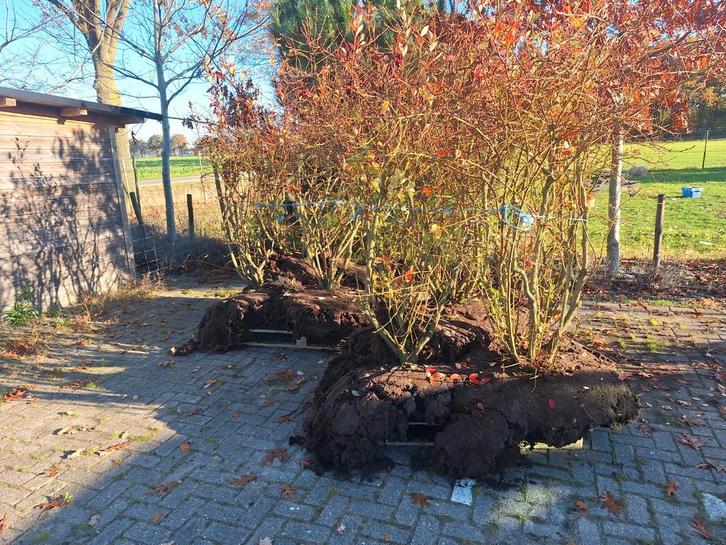 Grote blauwe bessen struiken, Tuin en Terras, Overige Tuin en Terras, Ophalen