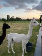 alpaca dekhengst (vader APPALOOSA), Dieren en Toebehoren, Overige Dieren, Mannelijk, Voor 1 juli 2024