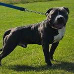 Dekreu Super Mooi American Bully XL D.B.K.C, Reu, 1 tot 2 jaar, Eén hond, Nederland