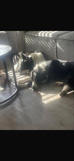 Rassuivere Borde collie pups opkomst, Dieren en Toebehoren, Honden | Herdershonden en Veedrijvers, 8 tot 15 weken, Collie, Geslacht onbekend