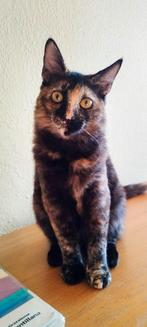 MJM Dogs Foundation: Meiga, Dieren en Toebehoren, Poes, Kortharig, 3 tot 5 jaar