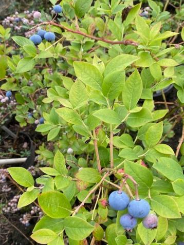 blauwe bessen plant (ws goldtraube maar kan ook Chandler) beschikbaar voor biedingen