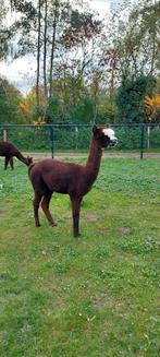 Mooie merries te koop, Dieren en Toebehoren, Overige Dieren, Mei, Meerdere dieren