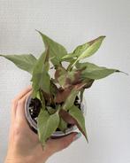 Syngonium 'Orm Nagpum' 1, Huis en Inrichting, Ophalen of Verzenden, Overige soorten, Minder dan 100 cm