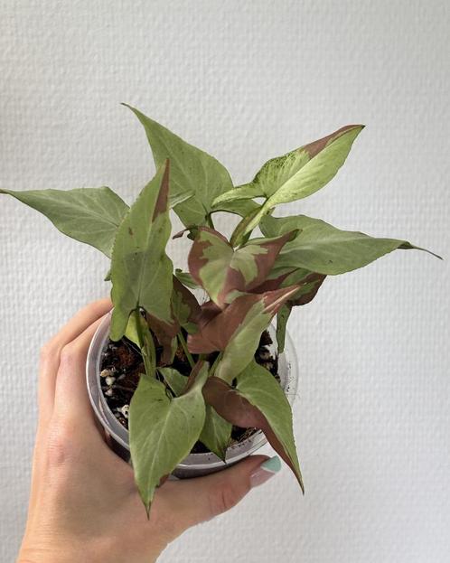 Syngonium 'Orm Nagpum' 1, Huis en Inrichting, Kamerplanten, Overige soorten, Minder dan 100 cm, Ophalen of Verzenden