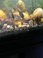 Corydora Orange Venezuela, Dieren en Toebehoren, Vissen | Aquariumvissen, Vis