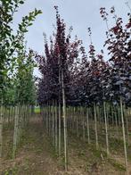 Roodbladige kerspruim | Prunus cerasifera 'Nigra', Tuin en Terras, Lente, Overige soorten, Volle zon, Ophalen