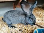 Rammetje kruising vlaamse reus, Dieren en Toebehoren, Konijnen, Mannelijk, Groot, 0 tot 2 jaar
