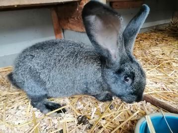 Rammetje kruising vlaamse reus  beschikbaar voor biedingen
