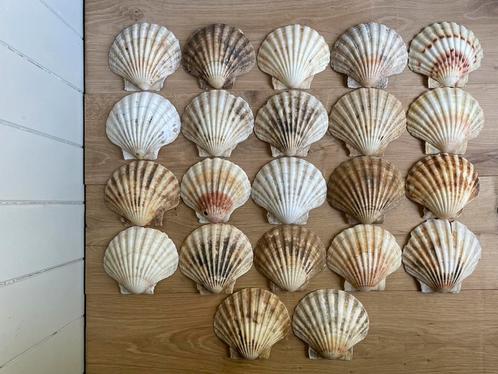 22 Sint Jacobs Jakobs Schelpen Coquilles., Verzamelen, Mineralen en Fossielen, Schelp(en), Ophalen of Verzenden