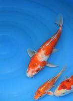 Kohaku 28-31 cm Nisai, Karper of Koi