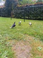 Prachtige jonge lahore duiven, Dieren en Toebehoren, Vogels | Duiven, Meerdere dieren, Postduif