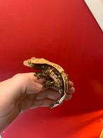 Crested Gecko tricolor Male Wimper gekko, Hagedis, 0 tot 2 jaar