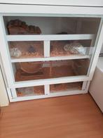 Hamsterkooi Kast Wit (Gratis), Dieren en Toebehoren, Knaagdieren en Konijnen | Hokken en Kooien, Kooi, Gebruikt, Minder dan 75 cm